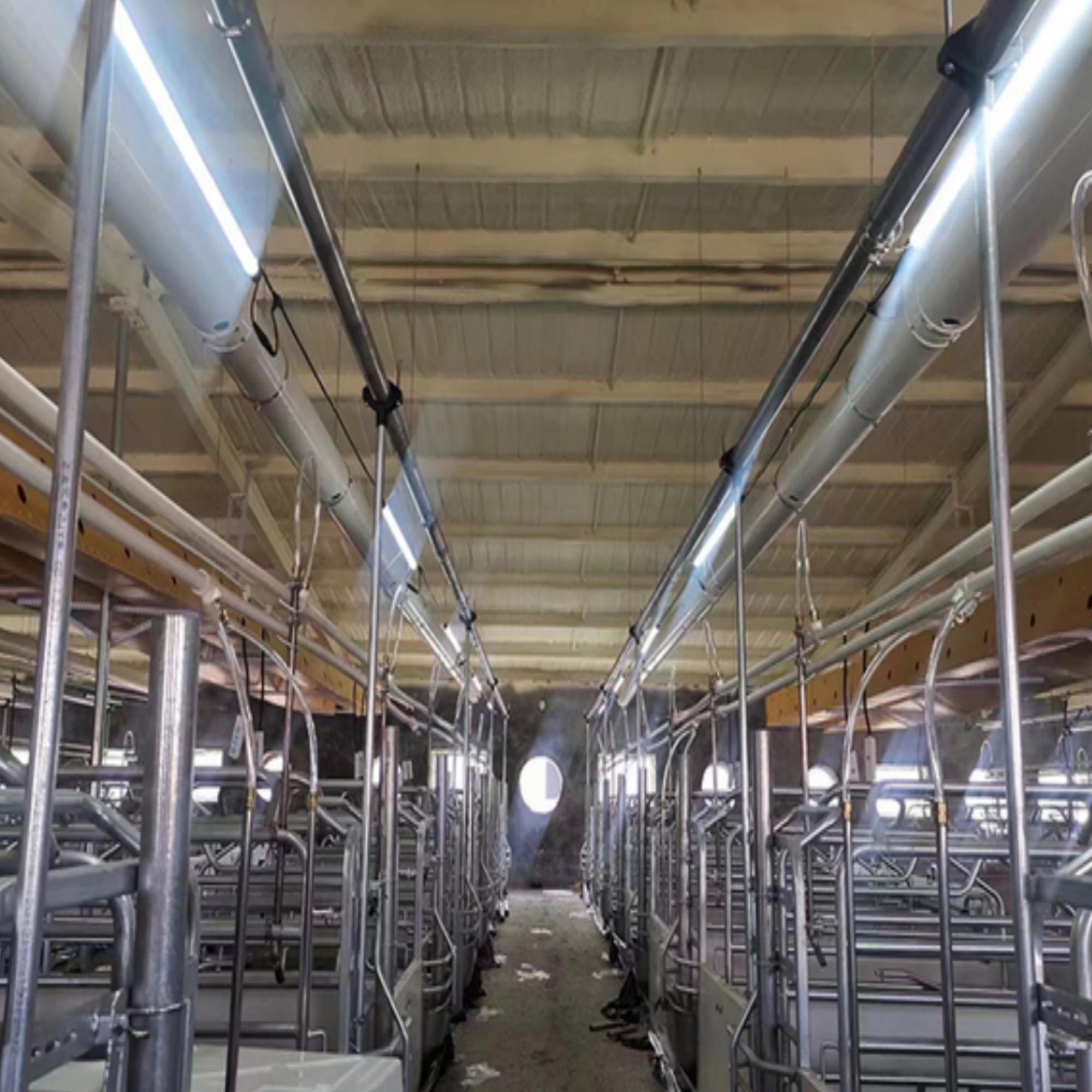Tri-proof tubular LED lights installed in a livestock or poultry farm — waterproof and ammonia-resistant LED tube lighting for agricultural and industrial environments.